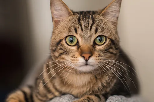 imagens-de-gatos.jpg.webp