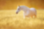 White Orlov trotter horse in rye, golden
