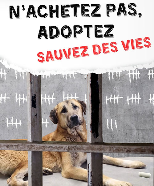 N’achetez pas, ADOPTEZ (1)_edited.jpg