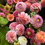 Thumbnail: Dahlia Bunch