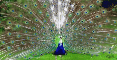 giphy (3).gif