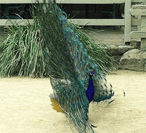 giphy (2).gif