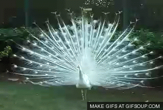 giphy (5).gif