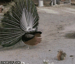 giphy (6).gif