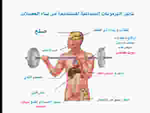 ابر و حبوب الهرمونات لبناء العضلات
