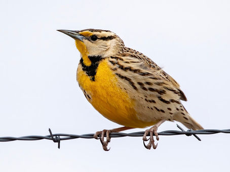 Larks…
