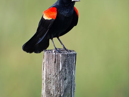 “Blackbird singing in the dead of night…”