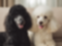 u4796388561_realistic_adult_solid_black_and_solid_white_poodl_30028a68-0243-406a-95a5-2c0b