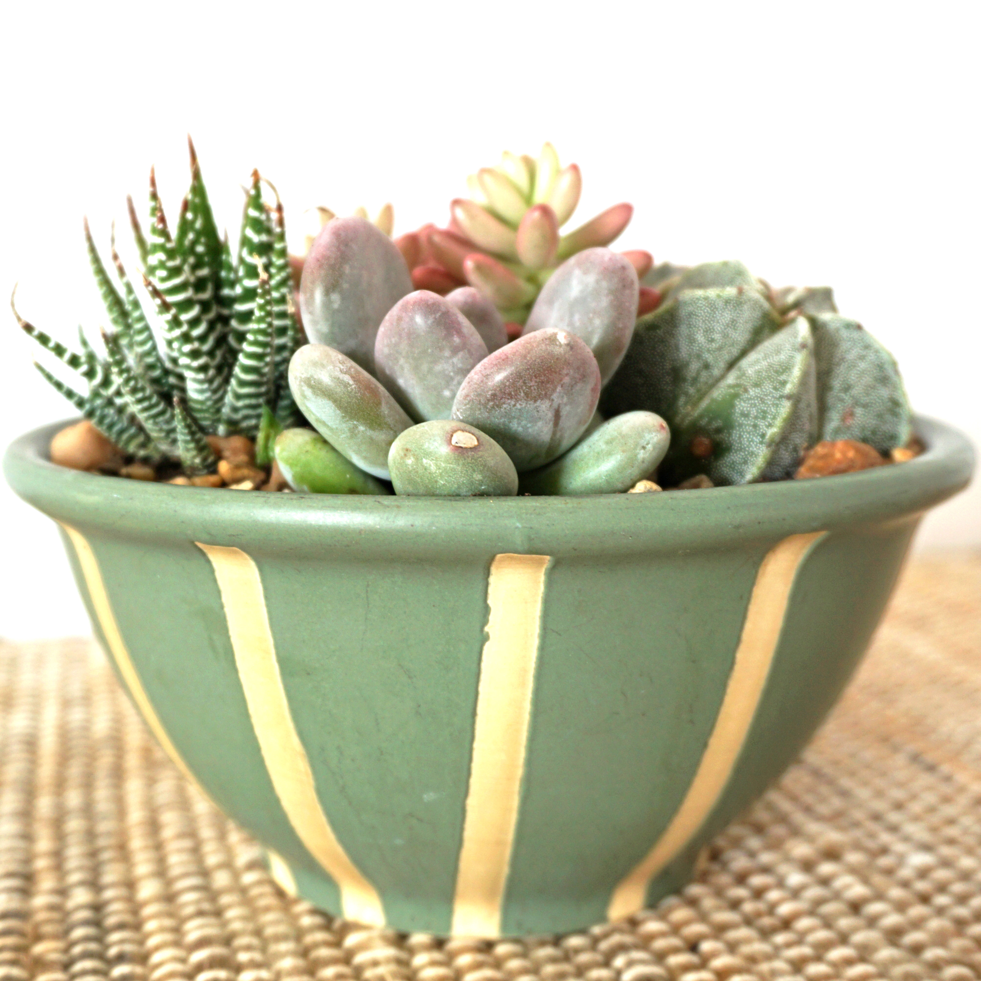 Teal Succulent Bowl #2