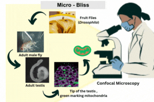 Fruit Flies.gif