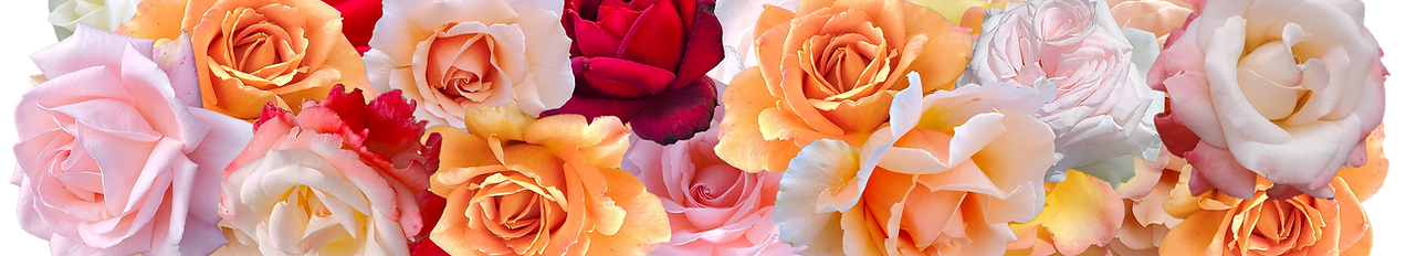 Rose banner collage 3300 Free Edge 2.png
