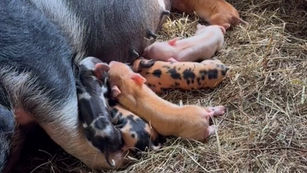 Kune Kune Pigs