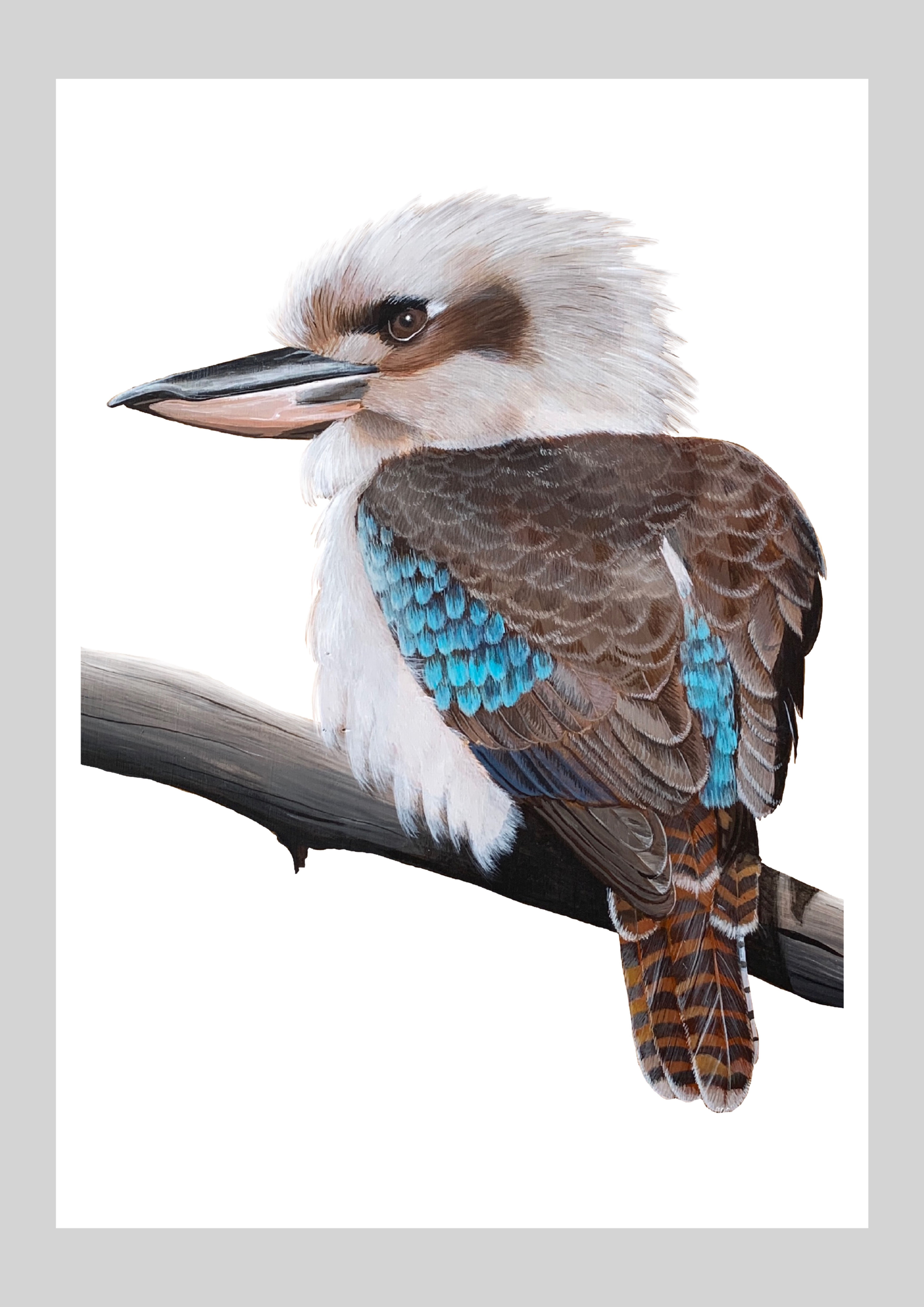 Wilpena Kookaburra