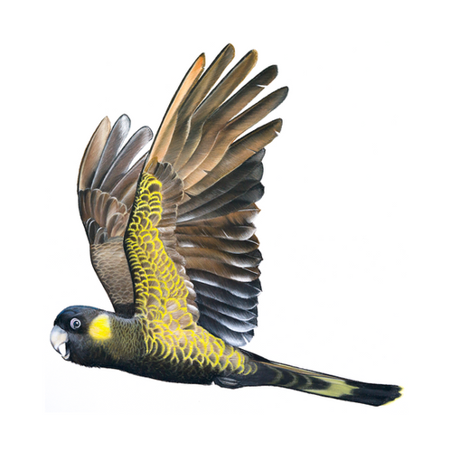 In Spirit - 黄尾黑凤头鹦鹉| JimmiBuscombe Artist