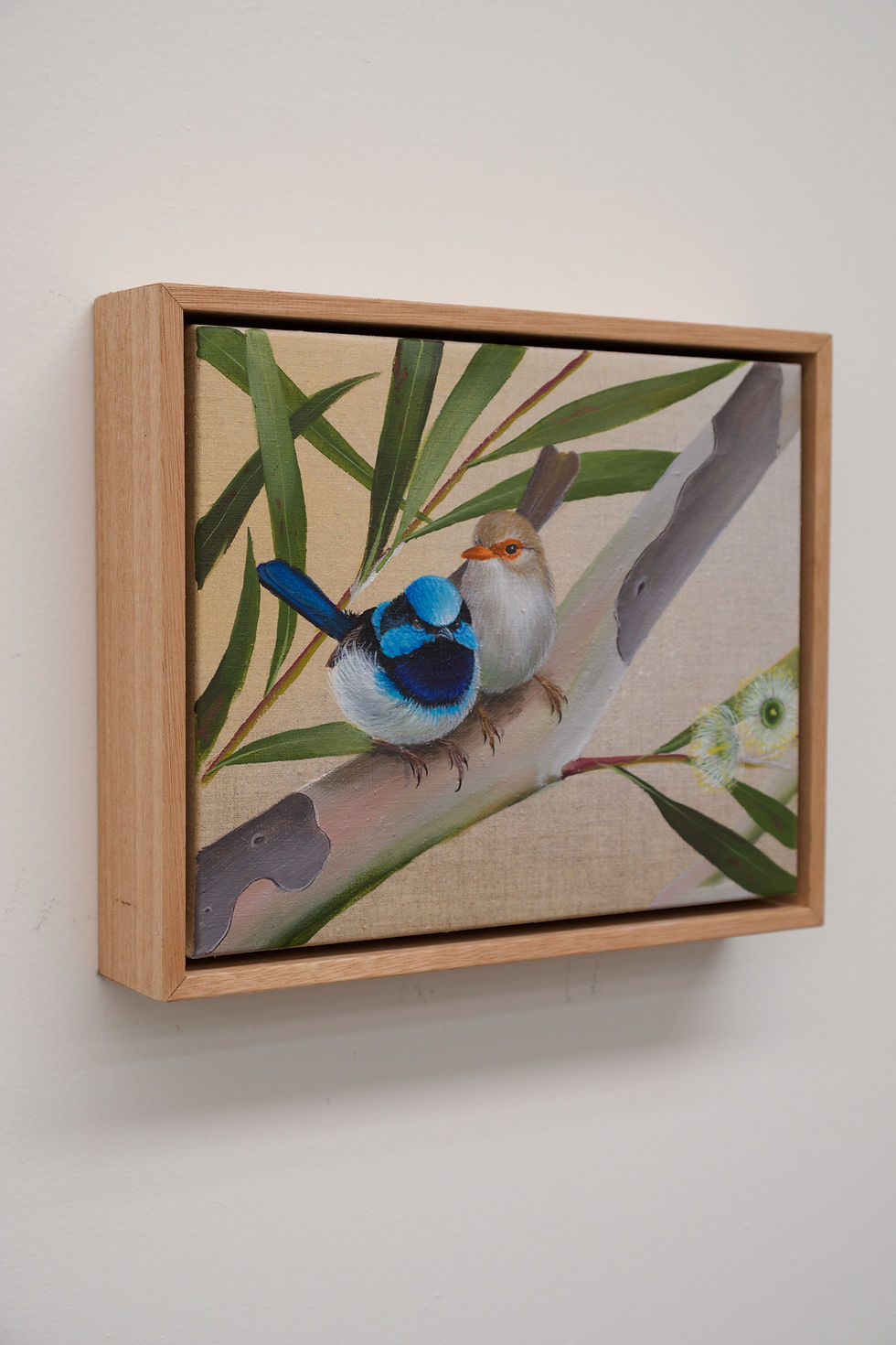 Thumbnail: Superb Blue Fairy Wrens at the Tree Gathering