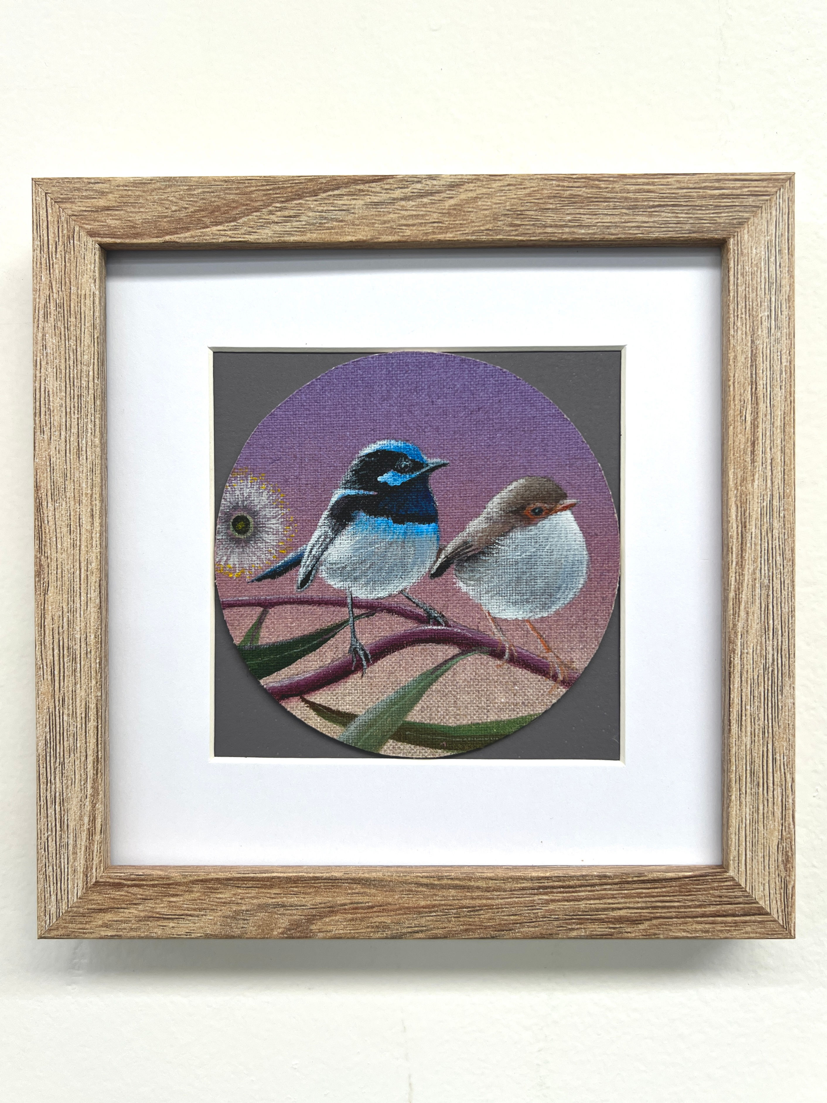 Superb Blue Fairy Wrens in Spotted Gum