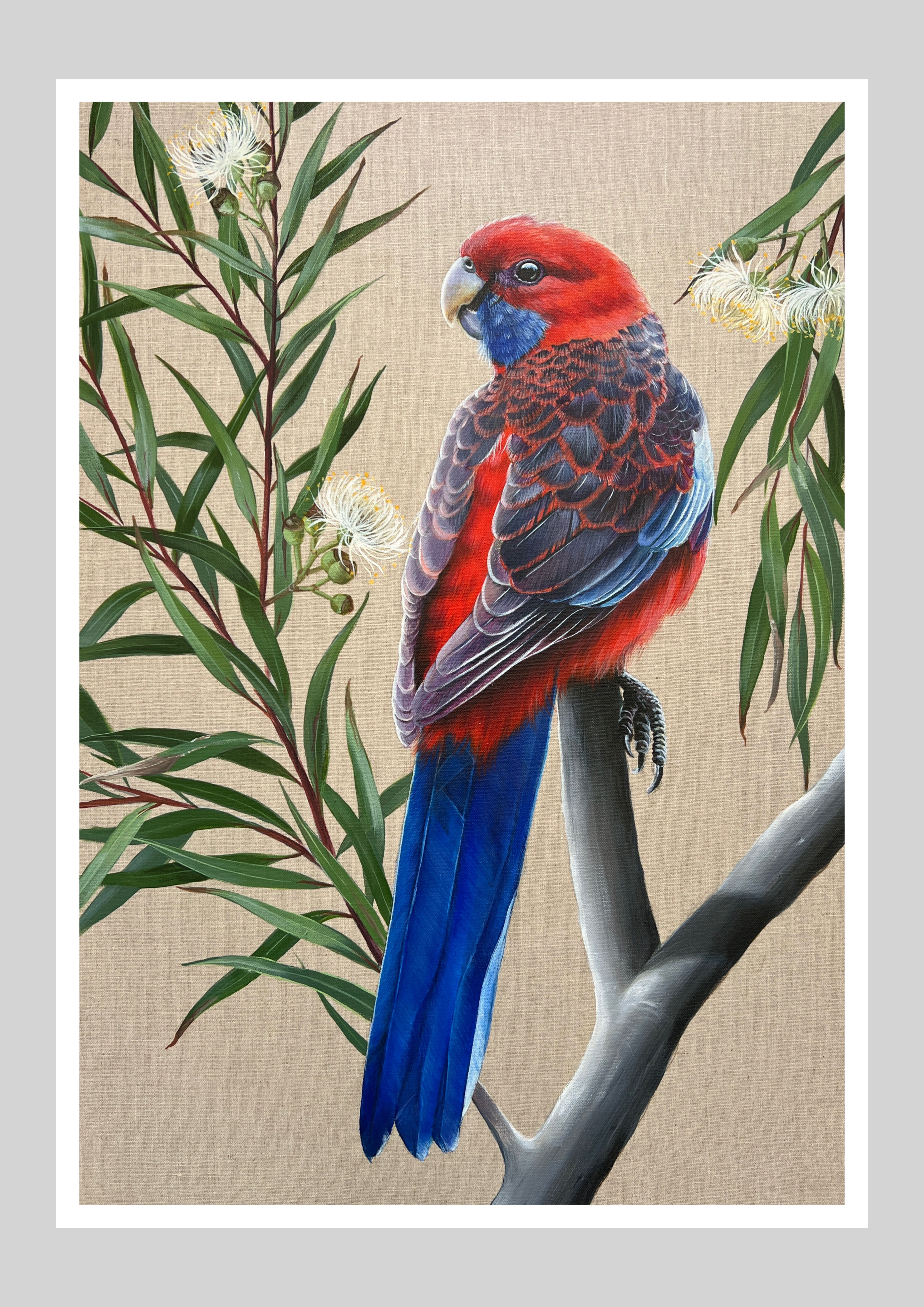 Crimson Rosella in Flowering Eucalyptus