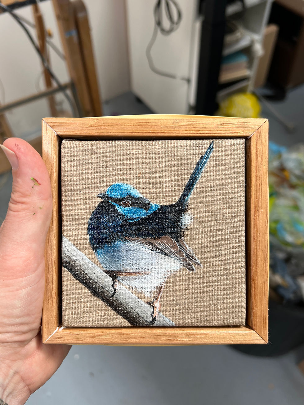 Thumbnail: Superb Blue Fairy Wren (lifesize) 
