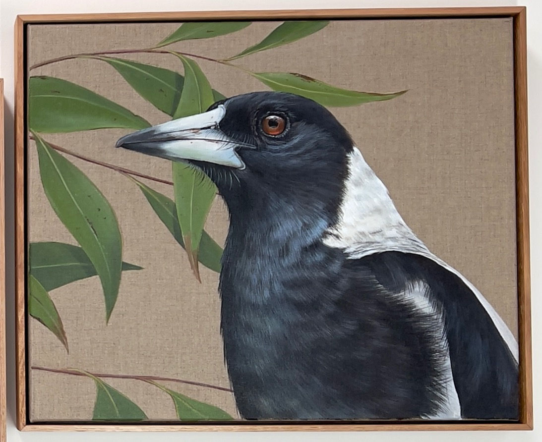 Wilpena Magpie 2