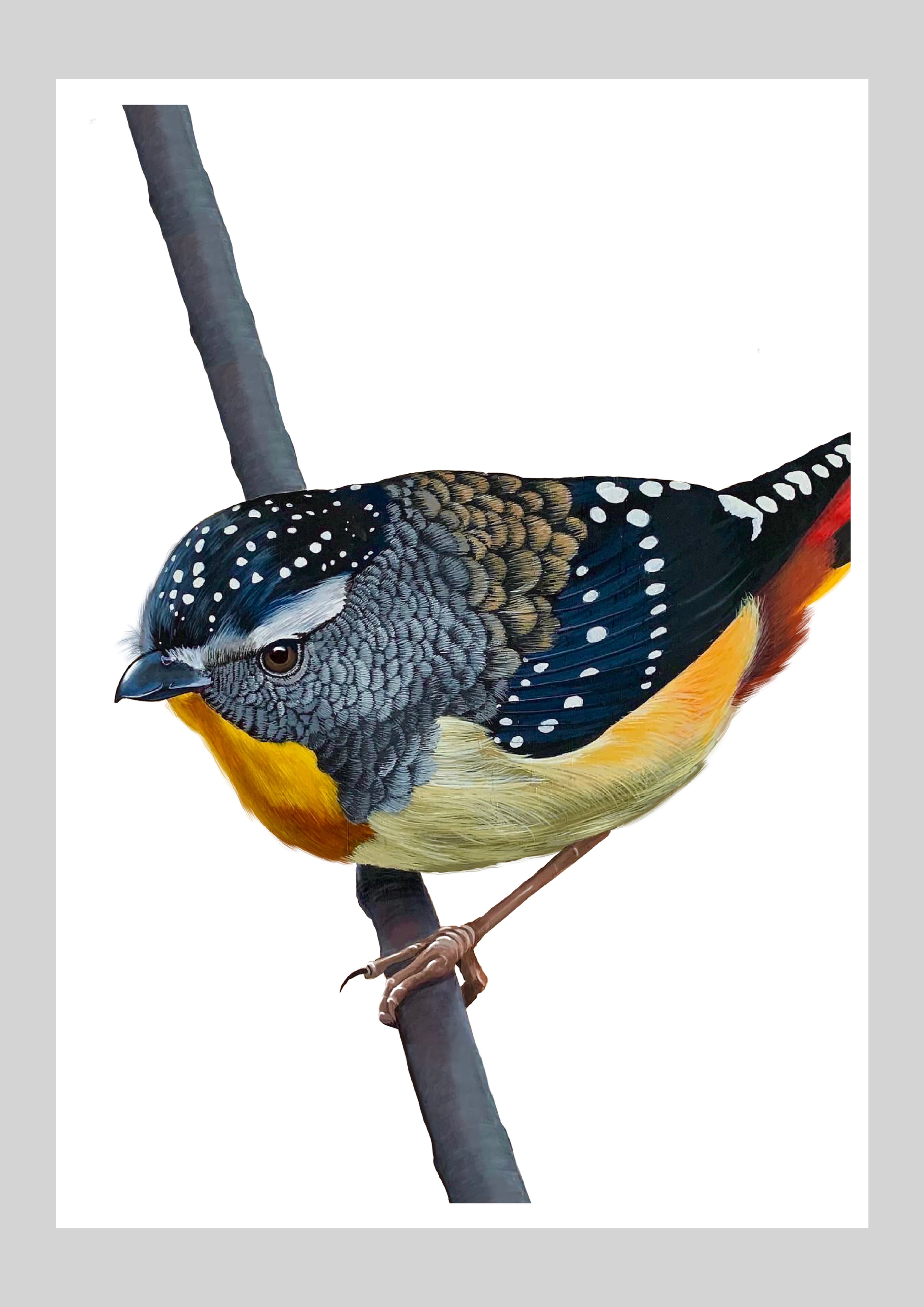 Spotted Pardalote