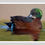 Thumbnail: Chestnut Teal Duck at Kyabram Fauna Park