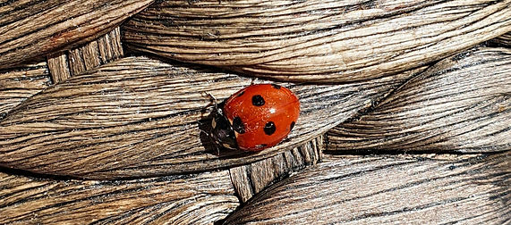 Nicole Savioz Coaching Contact