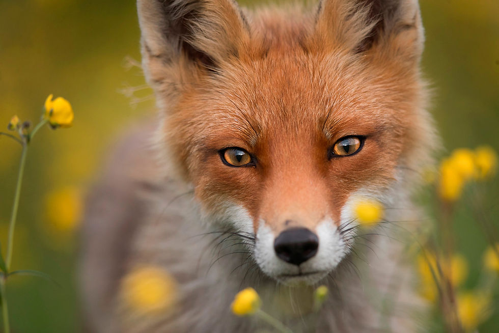 fox_Norway_MERCERROMEERo copia.jpg