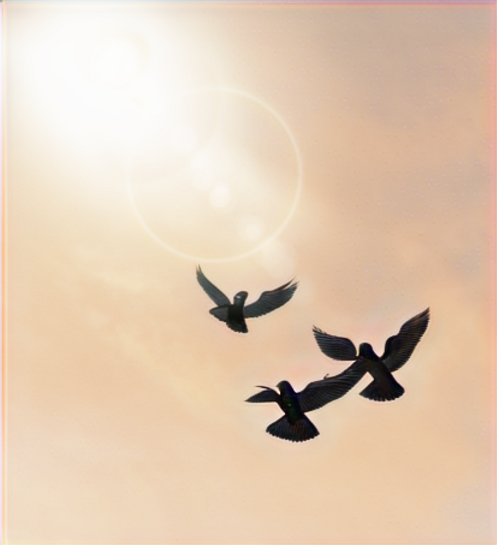 Mandella and black birds flying_edited_edited_edited.png