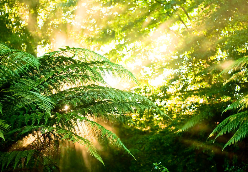 bigstock-Morning-Sun-In-A-Misty-Rainfor-7478090.jpg