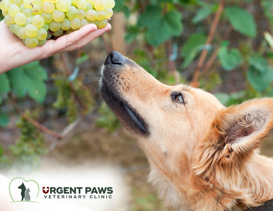 A dog sniffs a bunch of grapes - which are poisonous when consumed. Visit Urgent Paws Vet Clinic in Red Deer for pet care