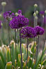 RoseGarden_Allium_9259.jpg