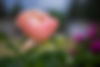 PeonyBud_9529.jpg