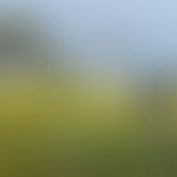 Falling in Love with Herbalism in Italy