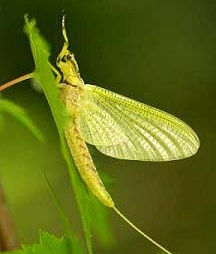 Ephemeral Assays – The Word