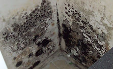 Mold Testing Cover.jpg
