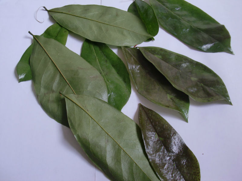 Thumbnail: Organic Jamaican Soursop Leaf