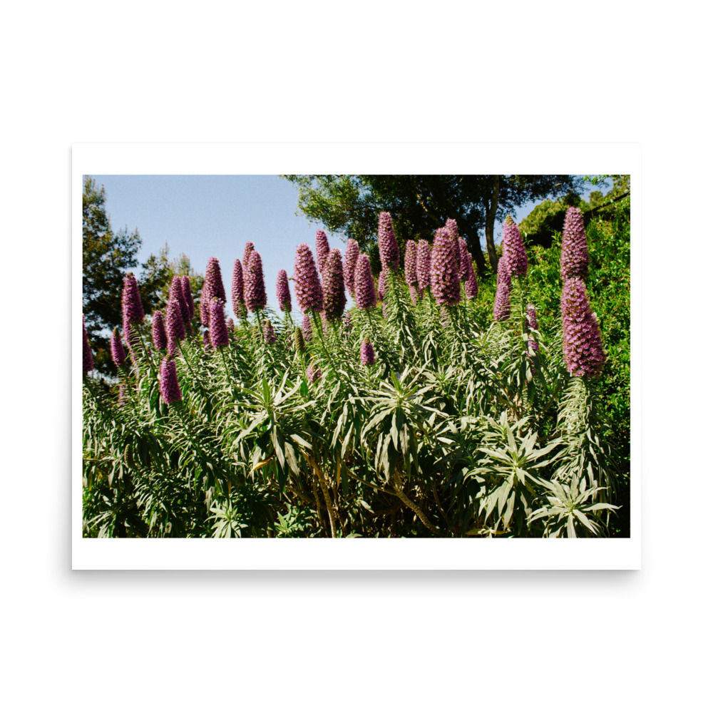 Flowers in Barcelona; 2026