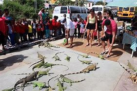 iguana farm