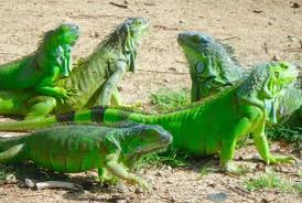 Iguanas