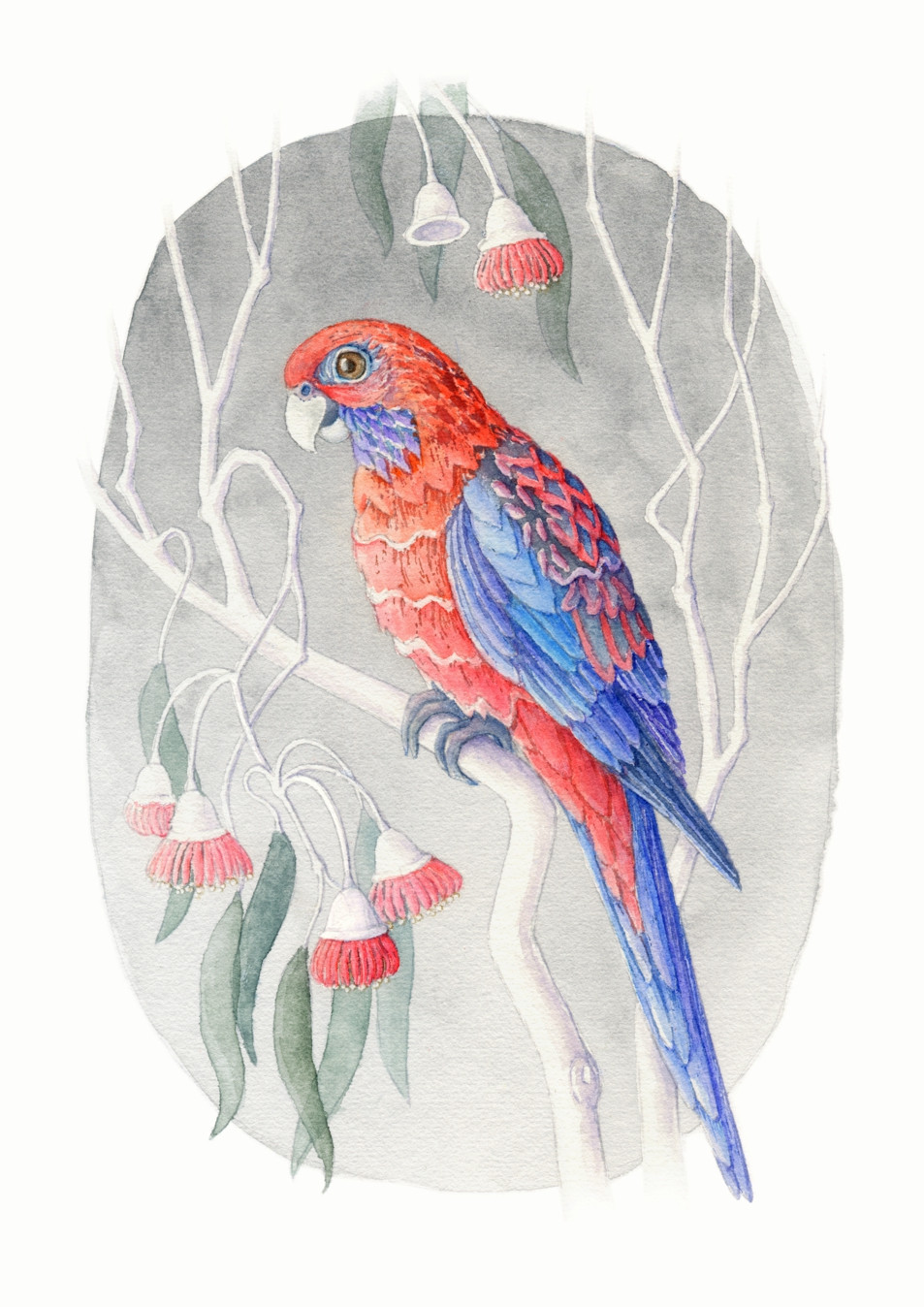 Rosella on the Silver Princess Tree - Giclée Art Prints