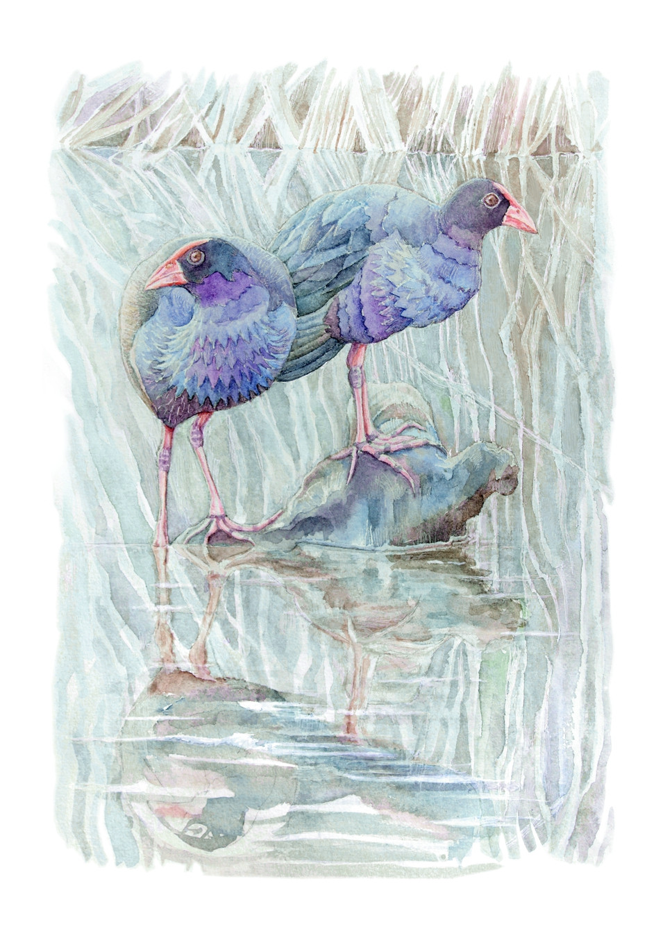 Purple Swamphens - Giclée Art Print