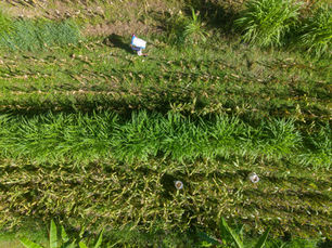 Découvrez l’agriculture balinaise