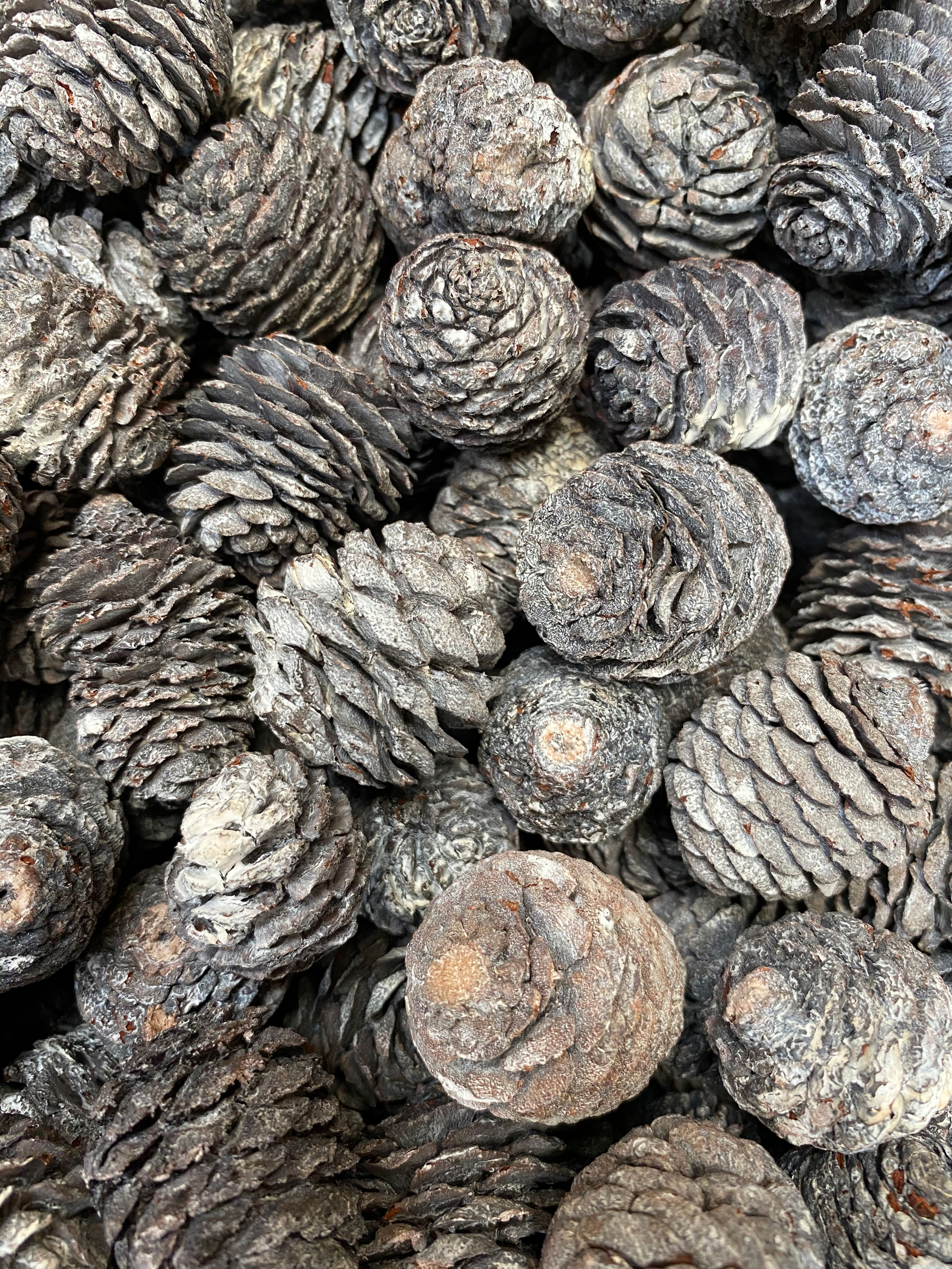 Murri Cones 1kg