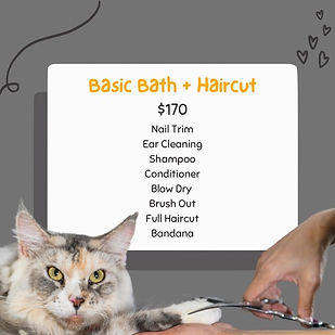Cat Bath and Haircut