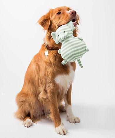 Dog with a Toy_edited.jpg