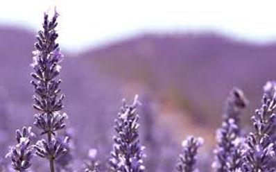 lavendar.jpeg