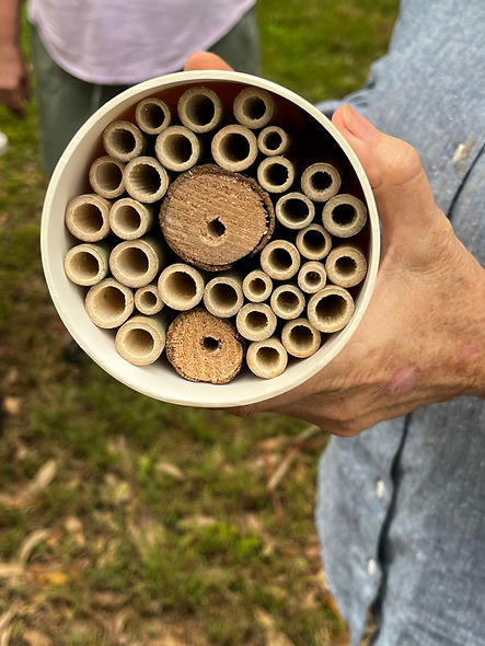 Habitat Heros Australian Native Bees 23032024 (23).jpg