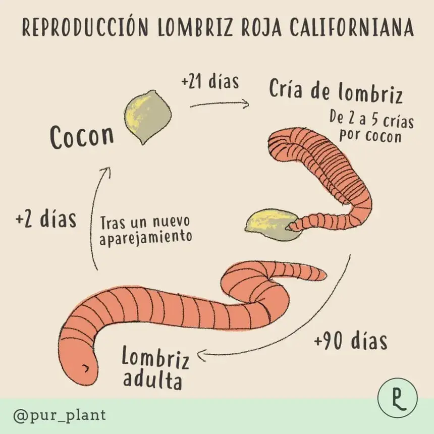 Diagrama del ciclo de vida de las lombrices californianas