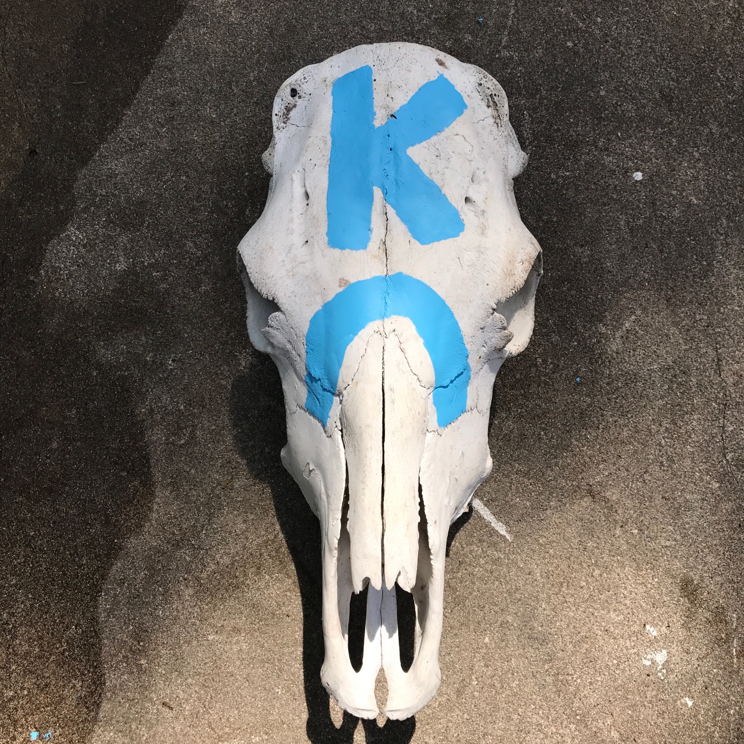KC Cow Skull