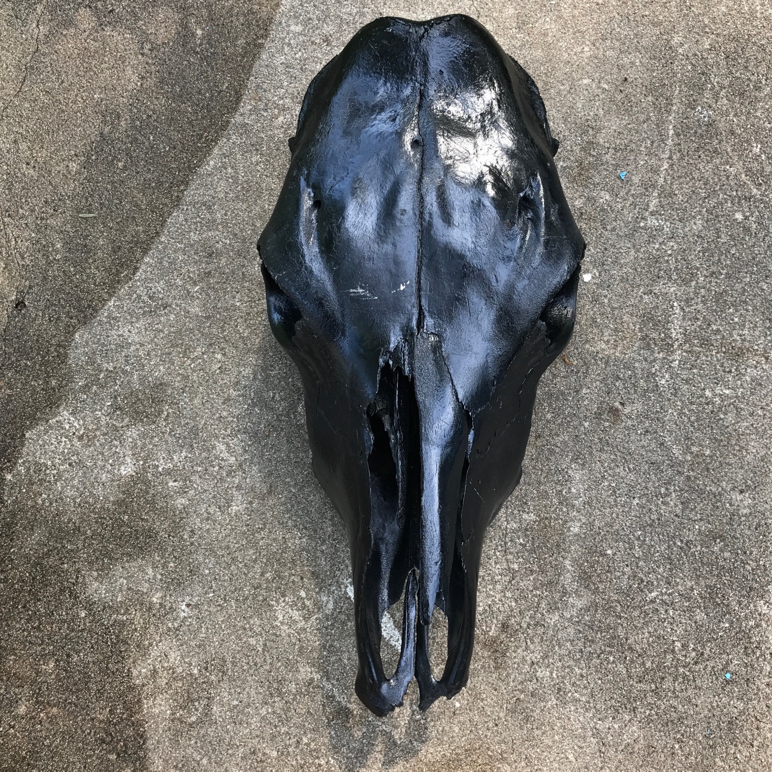 Black Cow Skull